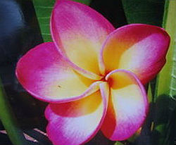 (image for) Plumeria Seeds \'New Benz\' (6 Seeds)